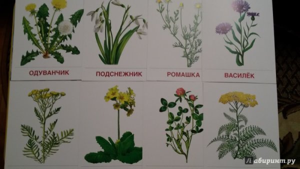 Лексическая тема садовые цветы