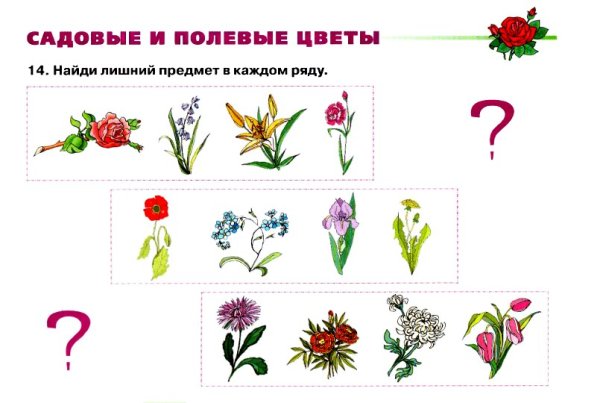 Рисование полевых цветов в старшей группе