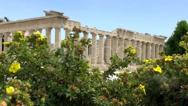 Парфенон Акрополь весной цветы
