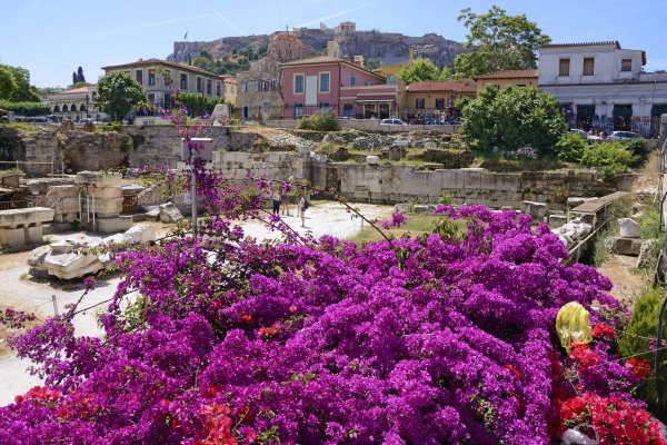 Триантафилии цветы Греции