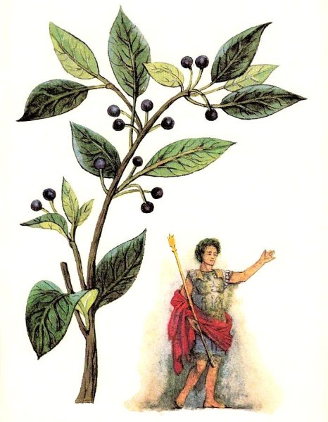 Растения древней Греции