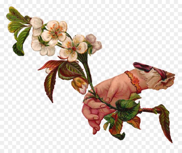 Винтажные цветы без фона