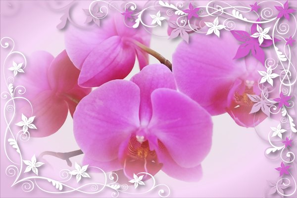 Открытки с днем рождения орхидеи