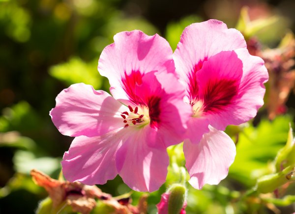 Греция цветы