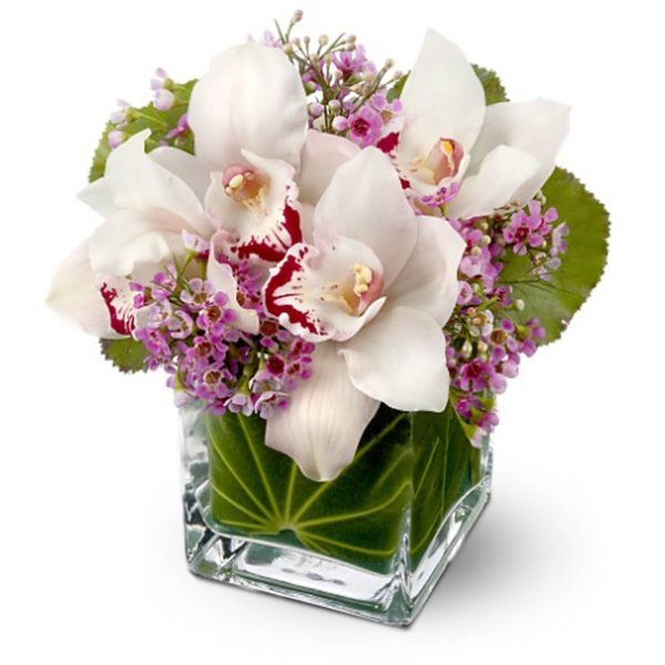 Поздравления с днём рождения с орхидеями