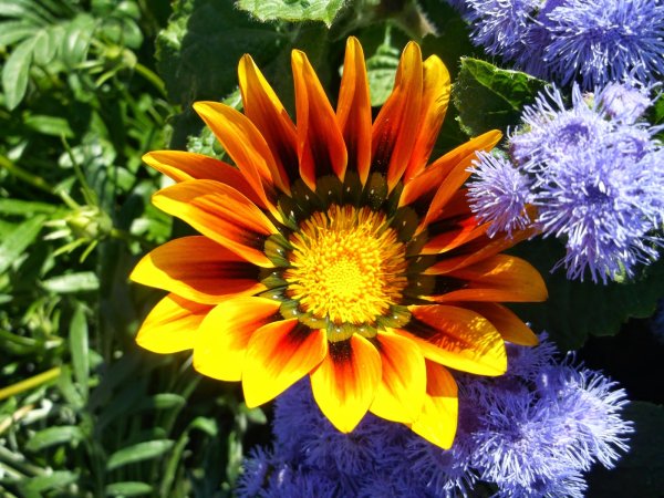 Сибирские однолетники