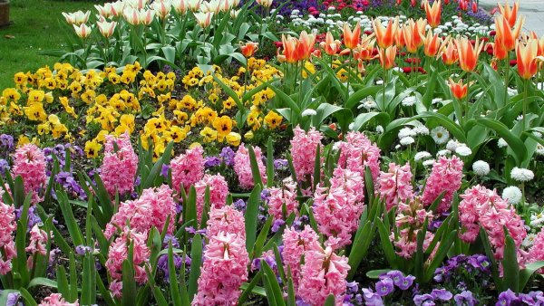 Примула Крещендо