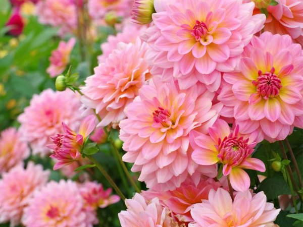 Эшшольция агератум рабатка