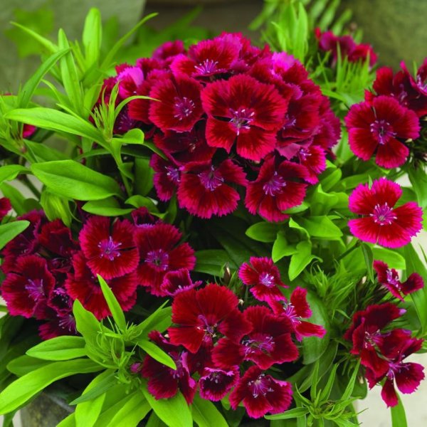 Остеоспермум Санни Мари