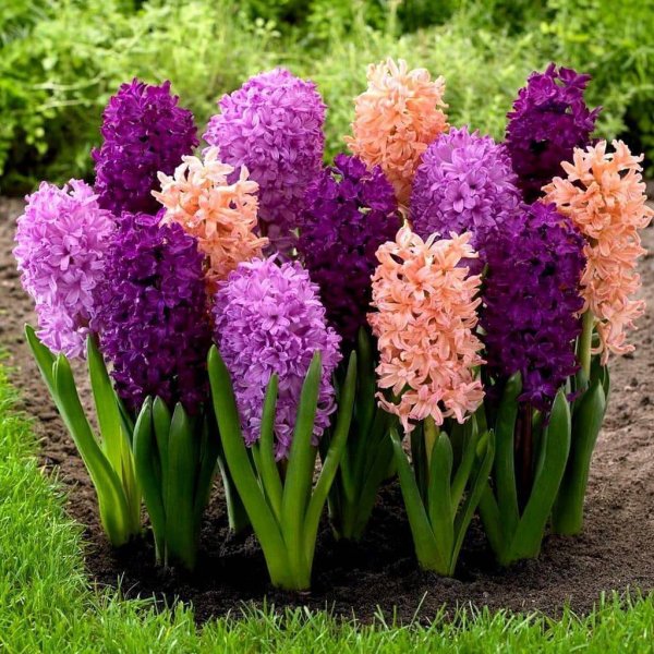 Клумба Флоксы астильба хризантемы