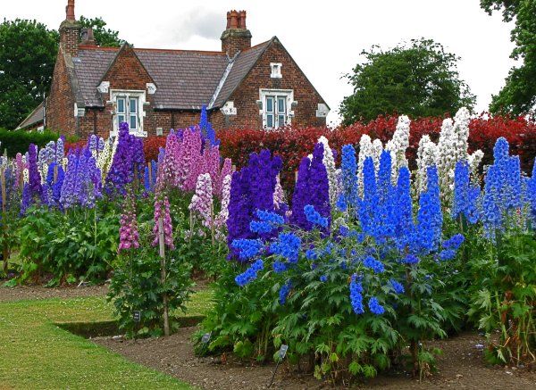 Цветы Аконит, примула