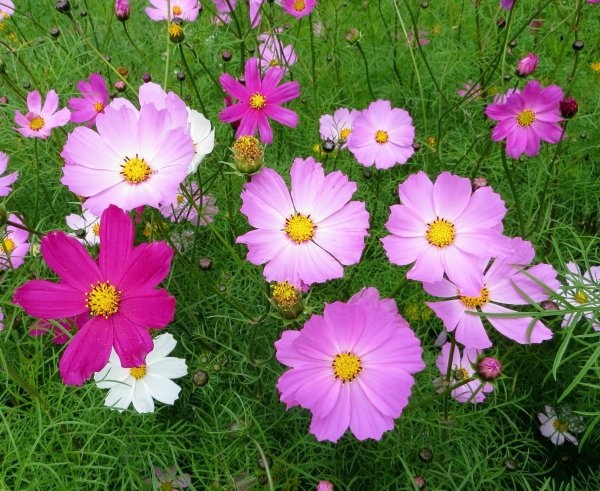 Георгина Гэллери Рембрандт