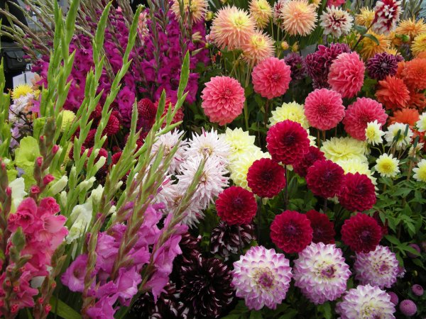 Атлас определитель цветника