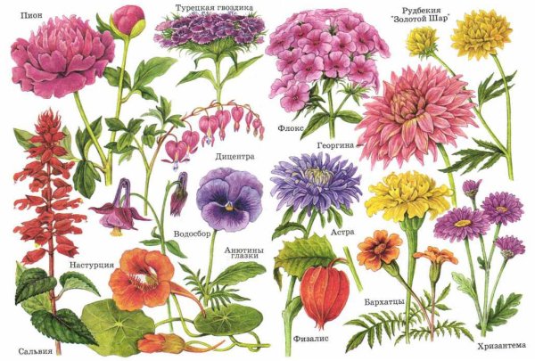 Цветы многолетники лето осень