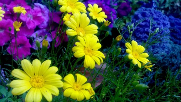 Однолетники космея