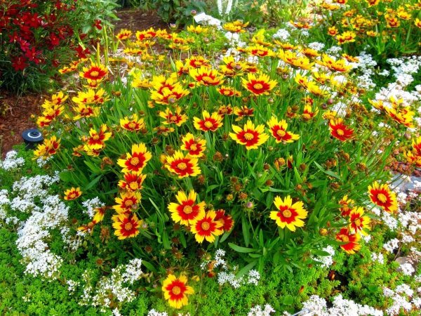 Маргаритка многолетняя