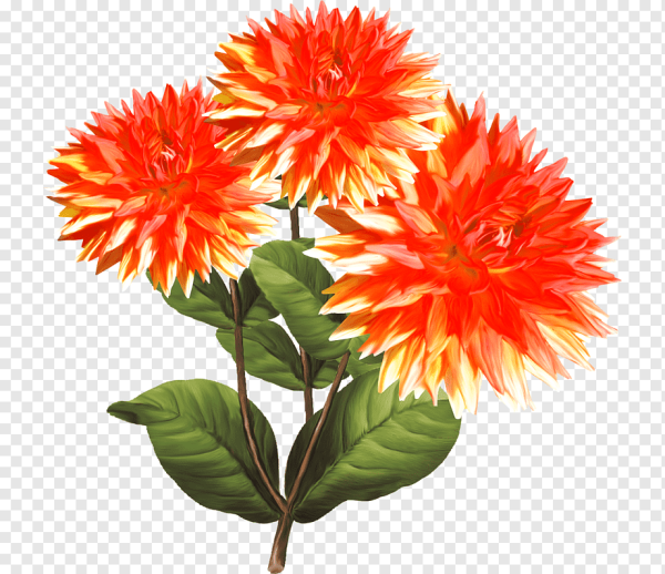 Георгины для детей