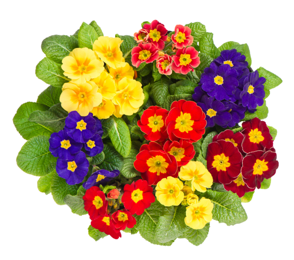 Примула цветок семена