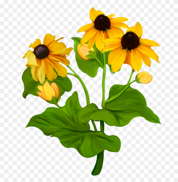 Цветы на прозрачном фоне