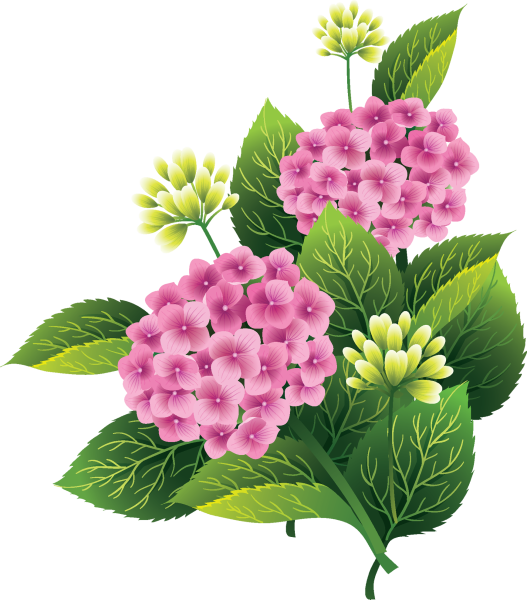 Гортензия Векторная