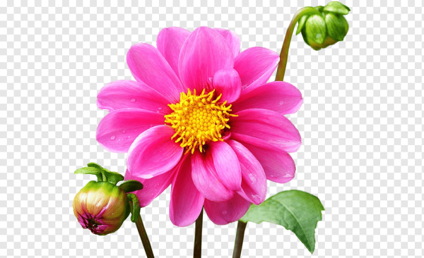 Бабочка на цветке на прозрачном фоне