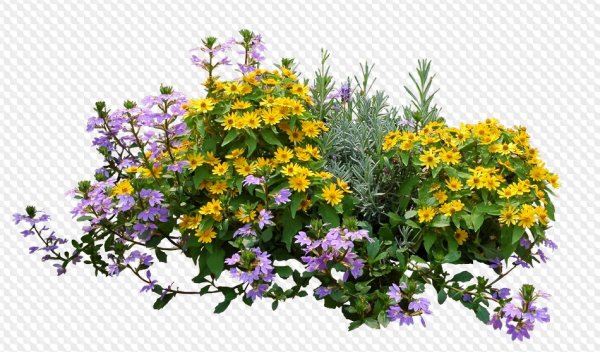 Летние цветы на прозрачном фоне