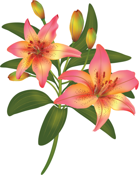 Астра на белом фоне