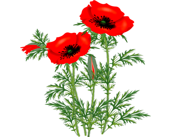 Примула вектор