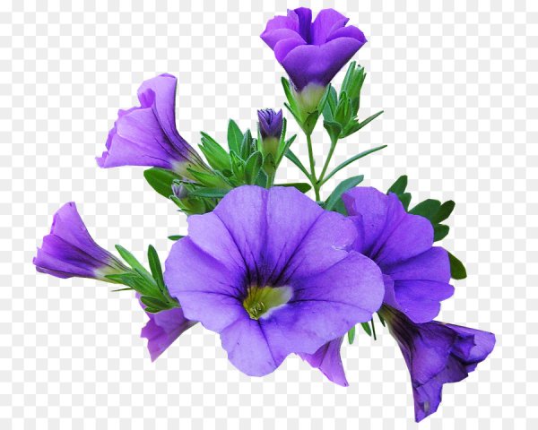 Лесные цветы на прозрачном фоне