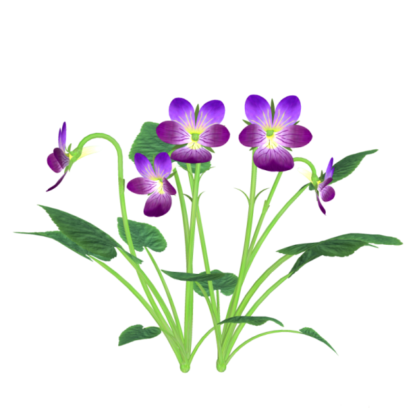 Мак растение