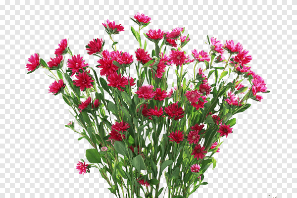 Колокольчик цветок на прозрачном фоне