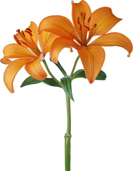 Цветы на прозрачной основе