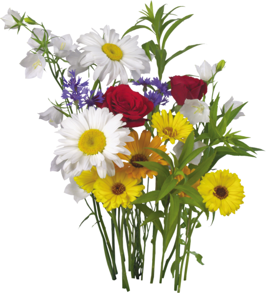 Колокольчик Луговой на белом фоне