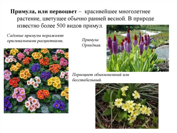 Примула однолетняя или многолетняя