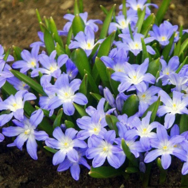 Хионодокса цветок первоцвет