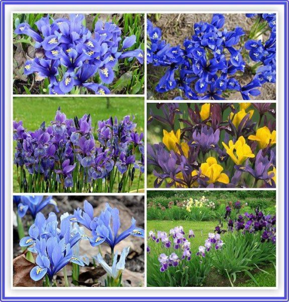 Луковичные цветы многолетники ирисы