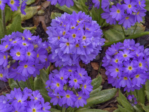 Примула (Primula) Lilac