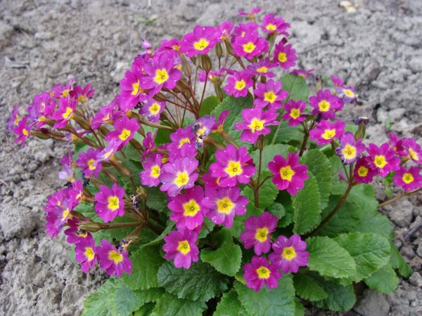 Примула цветок многолетний