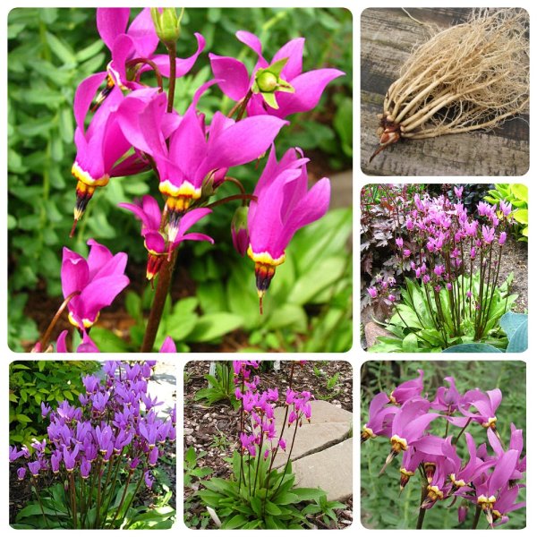 МЕЛКОКЛУБНЕЛУКОВИЧНЫЕ многолетники