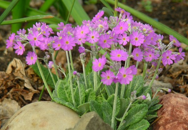 Примула frondosa