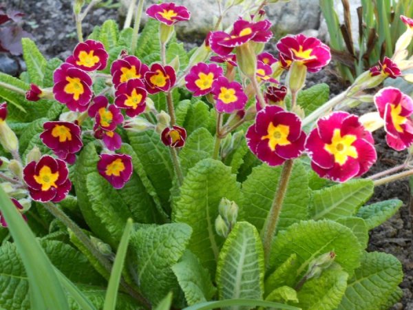 Примула подушковидная