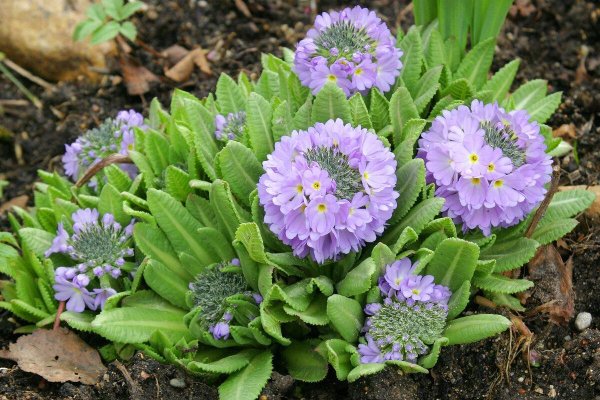 Примула мелкозубчатая Кашмериана