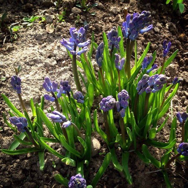 Луковичные многолетники первоцветы