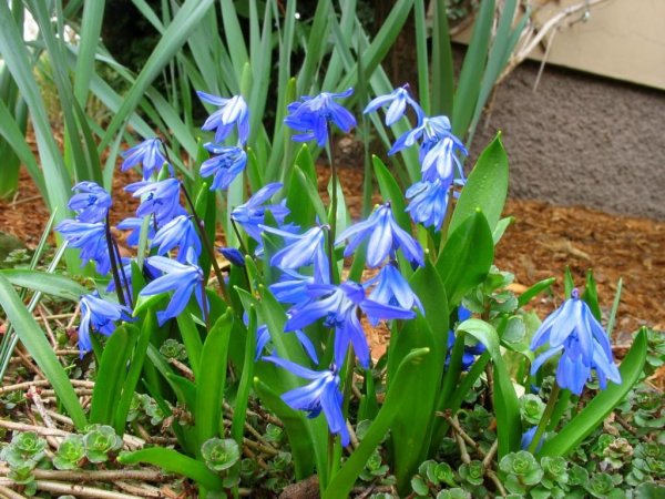 Раннецветущие луковичные