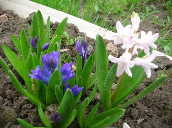 Мелколуковичные многолетники первоцветы