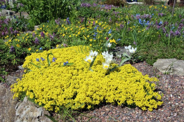 Желтый первоцвет почвопокровник