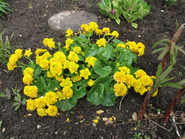 Калужница Садовая многолетнее