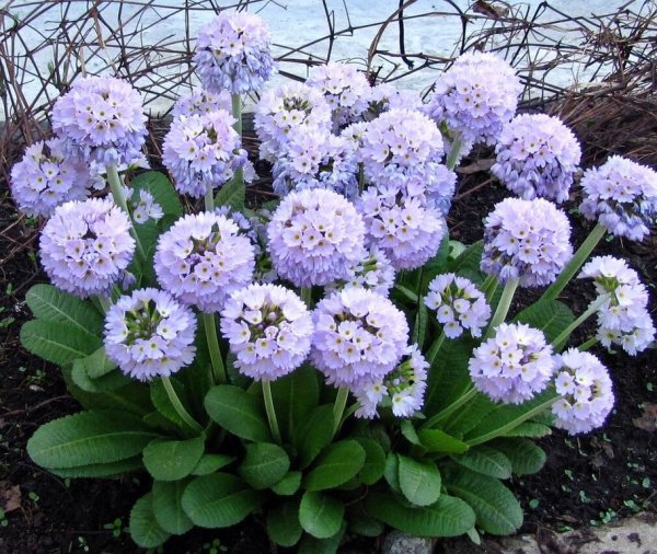 Примула многолетняя Садовая