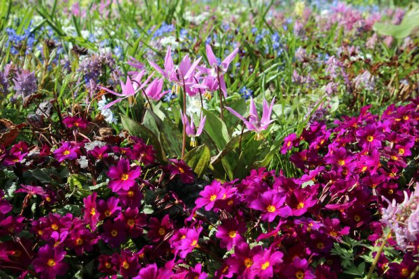 Почвопокровные первоцветы