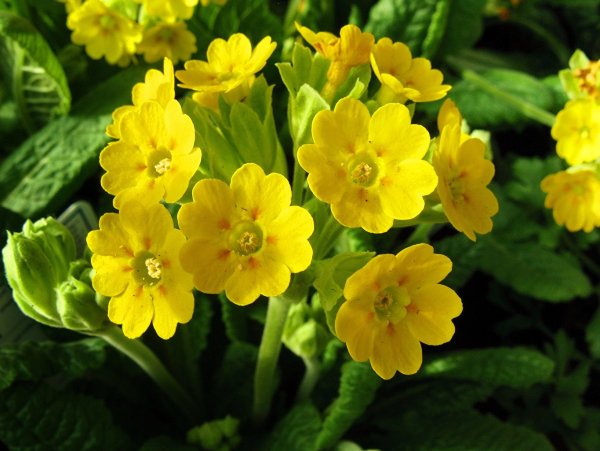 Примула первоцвет весенний